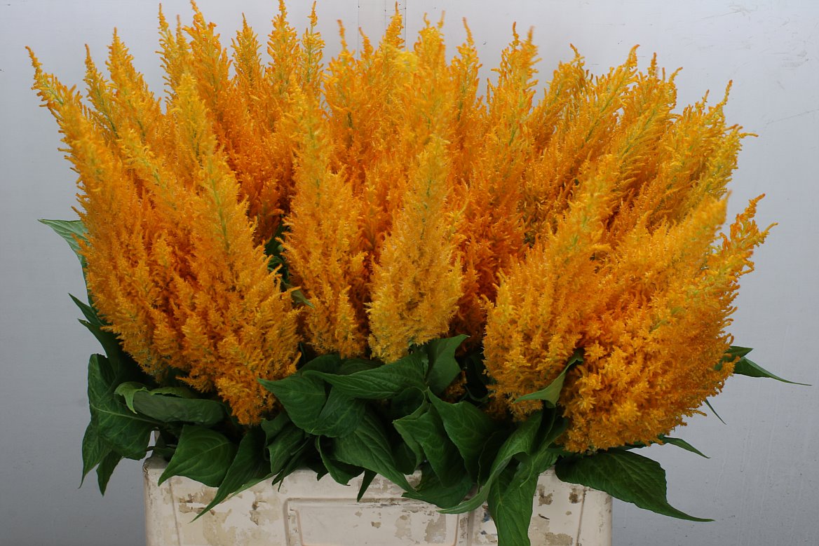 Celosia Century Yellow 65cm