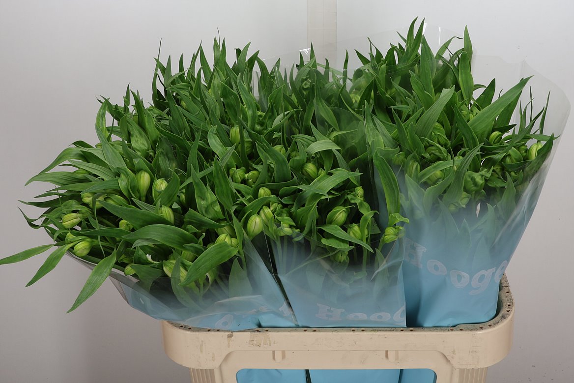 Alstroemeria Virginia 75cm 75gr.