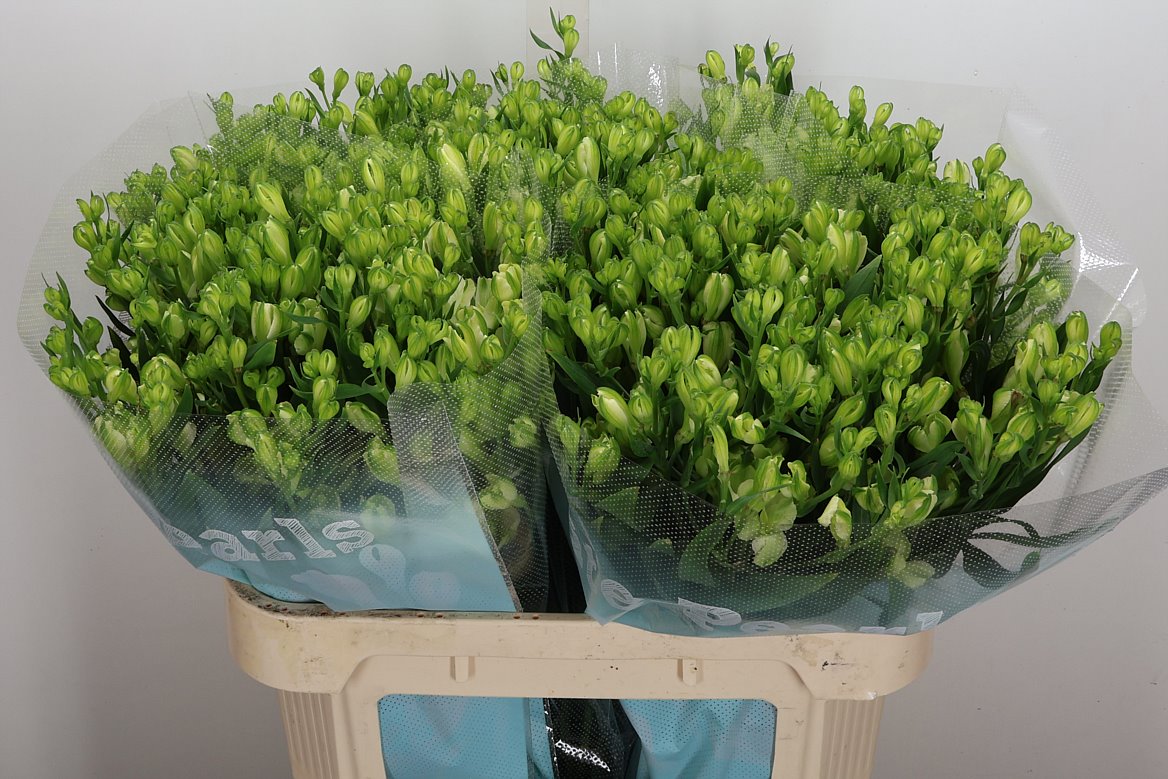 Alstroemeria Florinca White Pearls 75cm