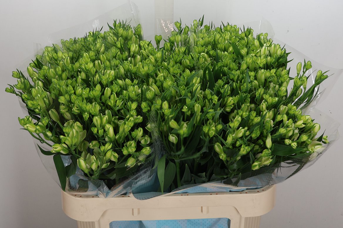 Alstroemeria Florinca White Pearls 75cm