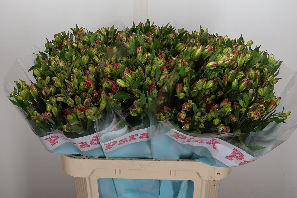 Alstroemeria Florinca Pink Paradiso 75cm