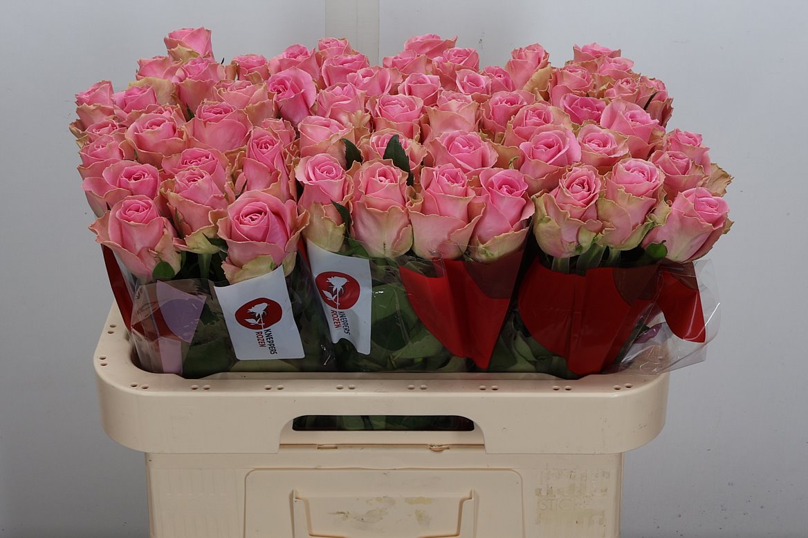 Rosa Wham 60cm
