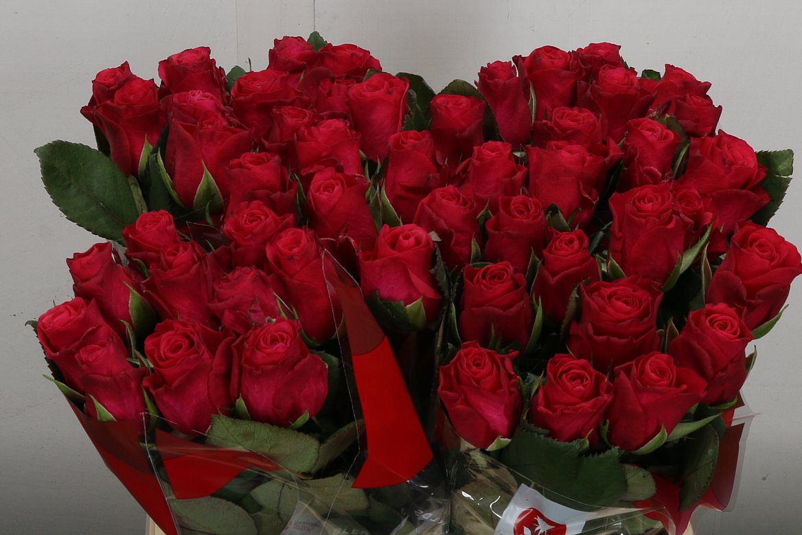 Rosa Tacazzi+ 40cm