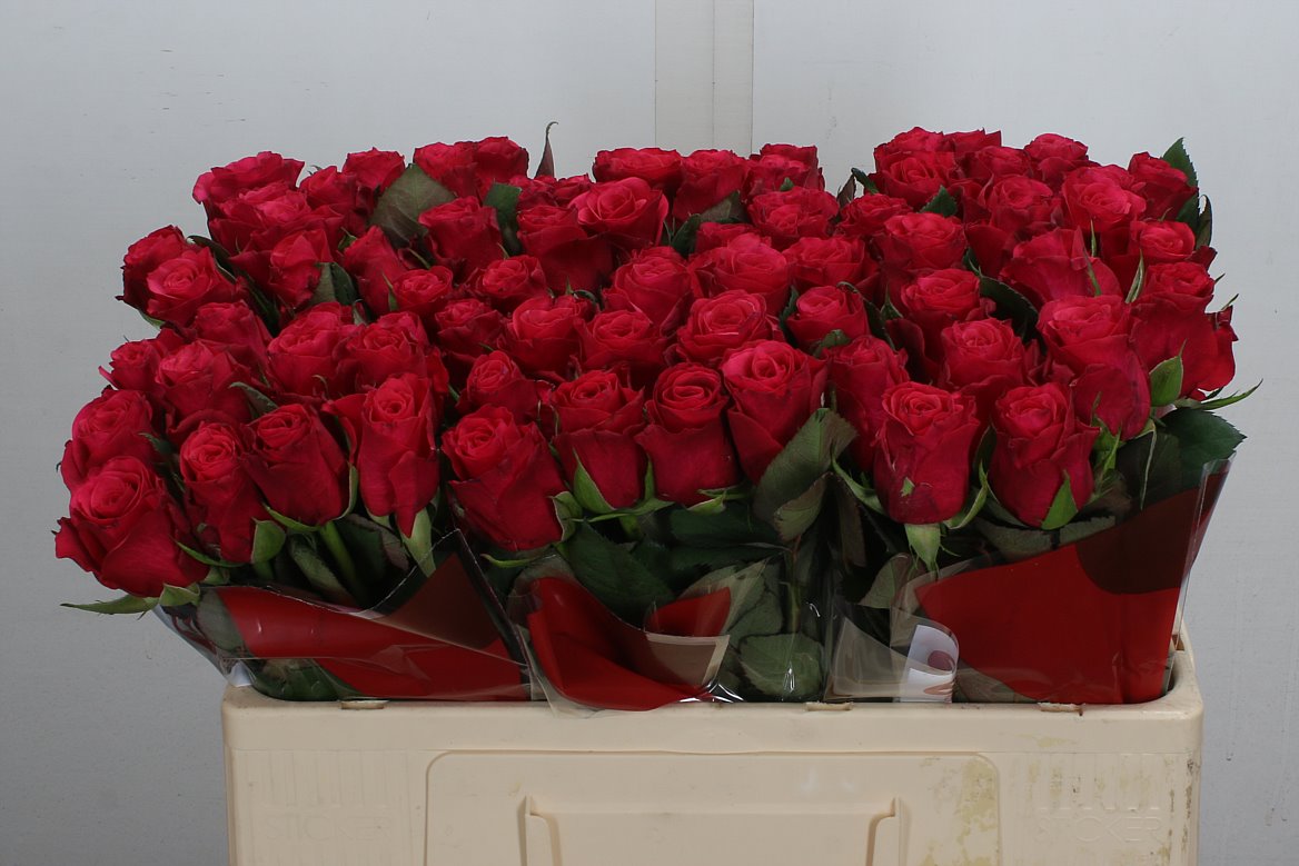 Rosa Tacazzi+ 50cm