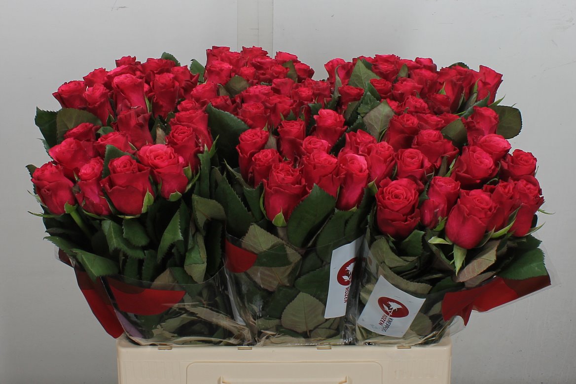 Rosa Tacazzi+ 60cm