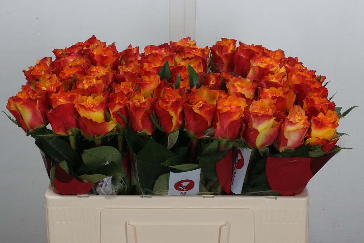 Rosa Downtown! 50cm