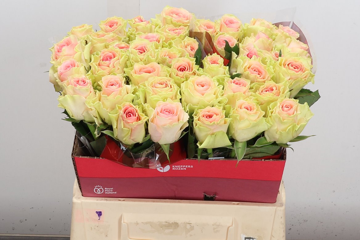 Rosa Top Gear! 40cm