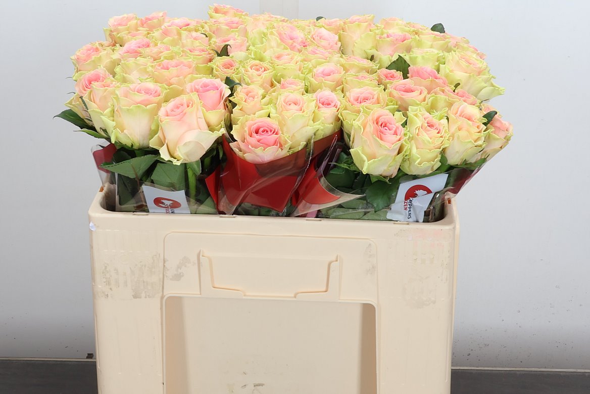 Rosa Top Gear! 50cm