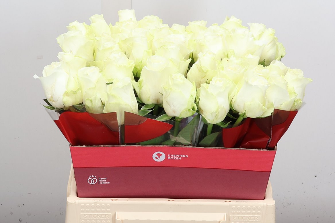 Rosa Countdown! 40cm