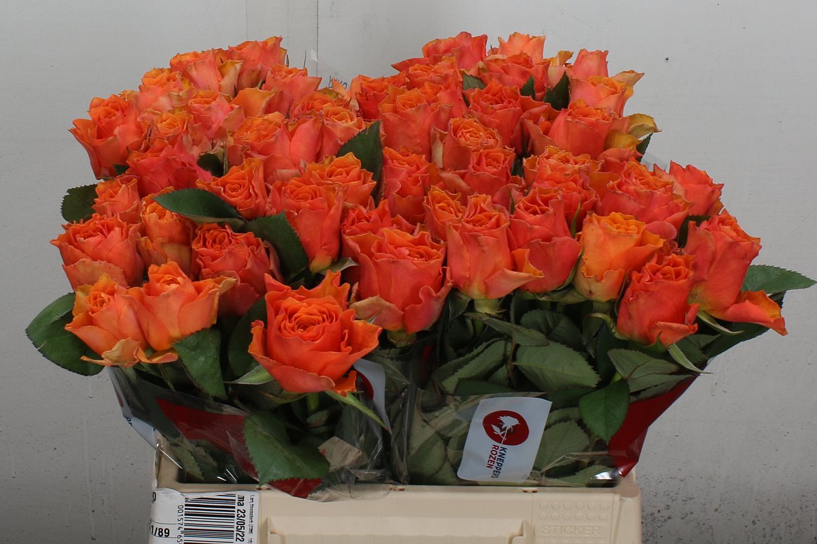 Rosa Arancio@ 40cm
