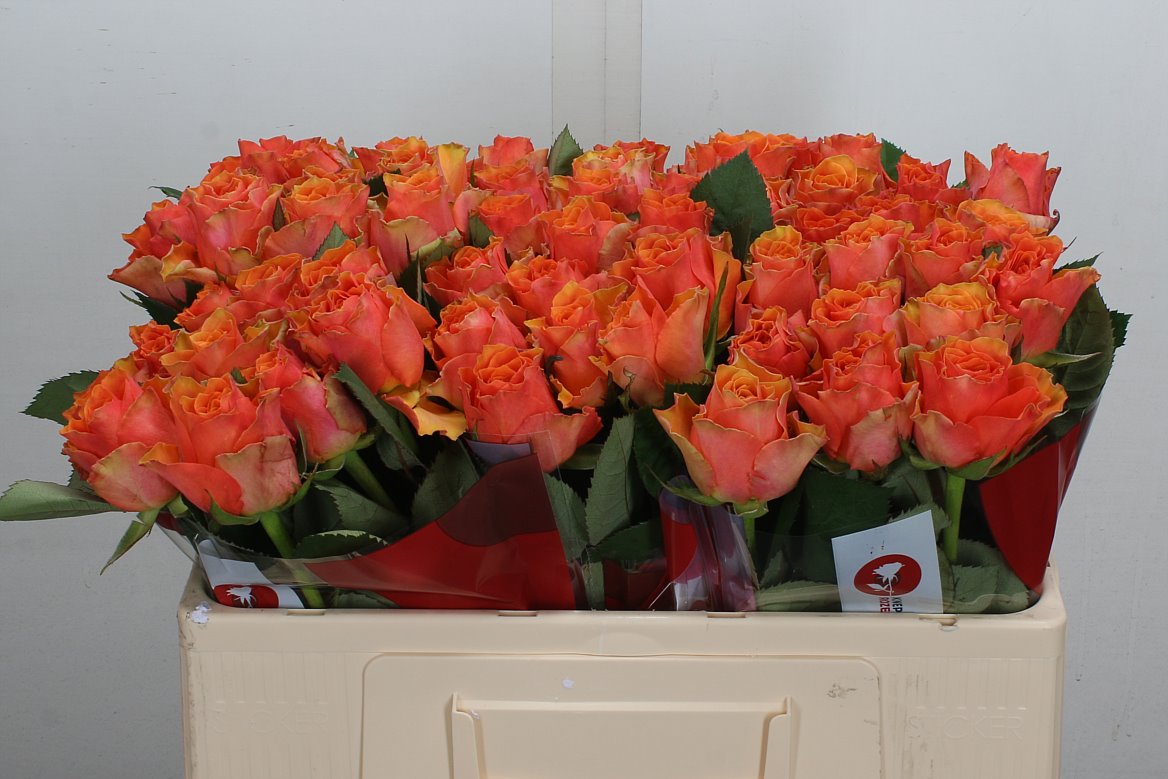 Rosa Arancio@ 50cm