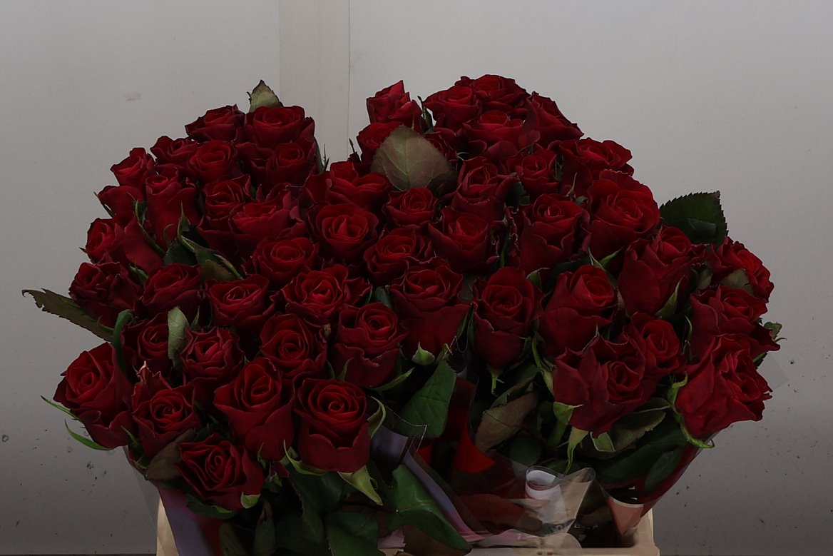 Rosa Red Tacazzi+ 40cm