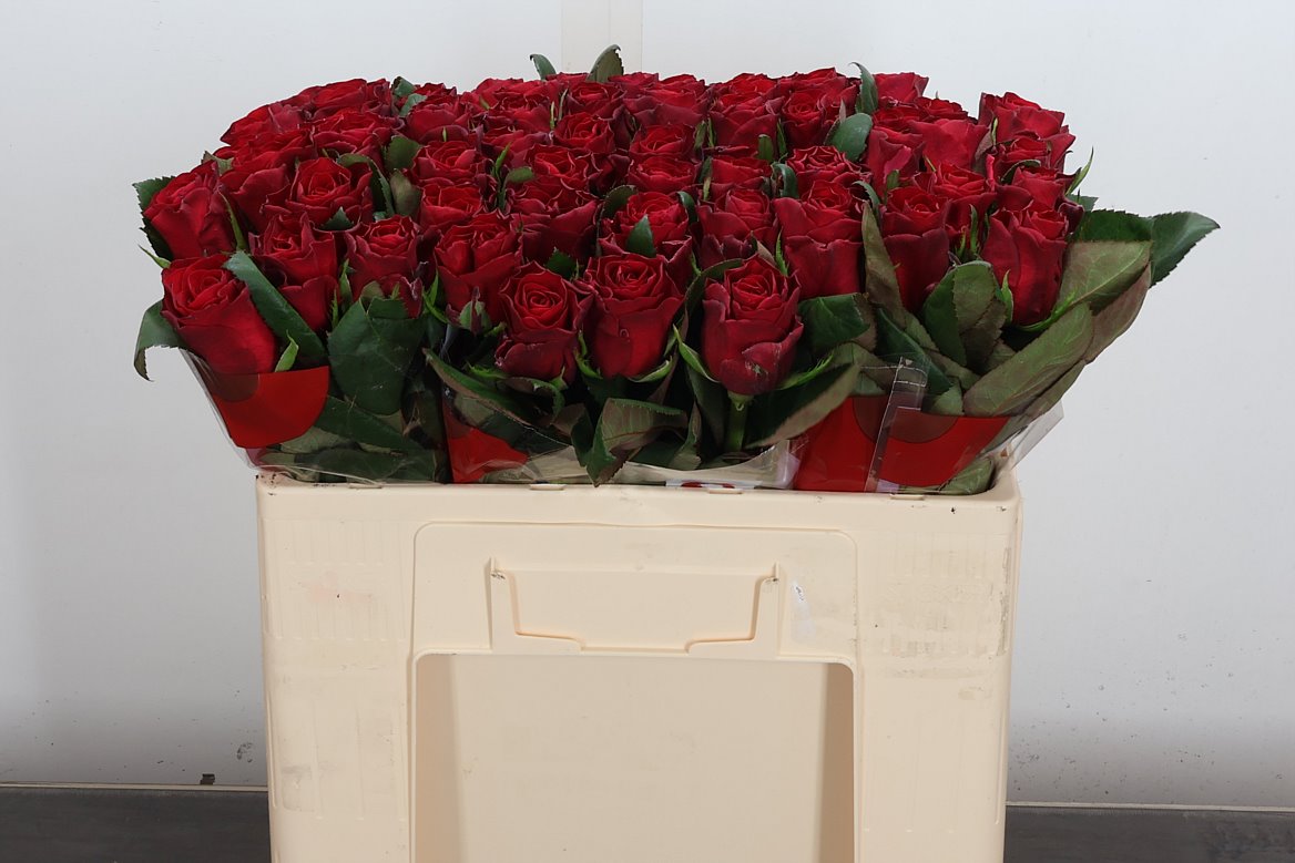Rosa Red Tacazzi+ 50cm