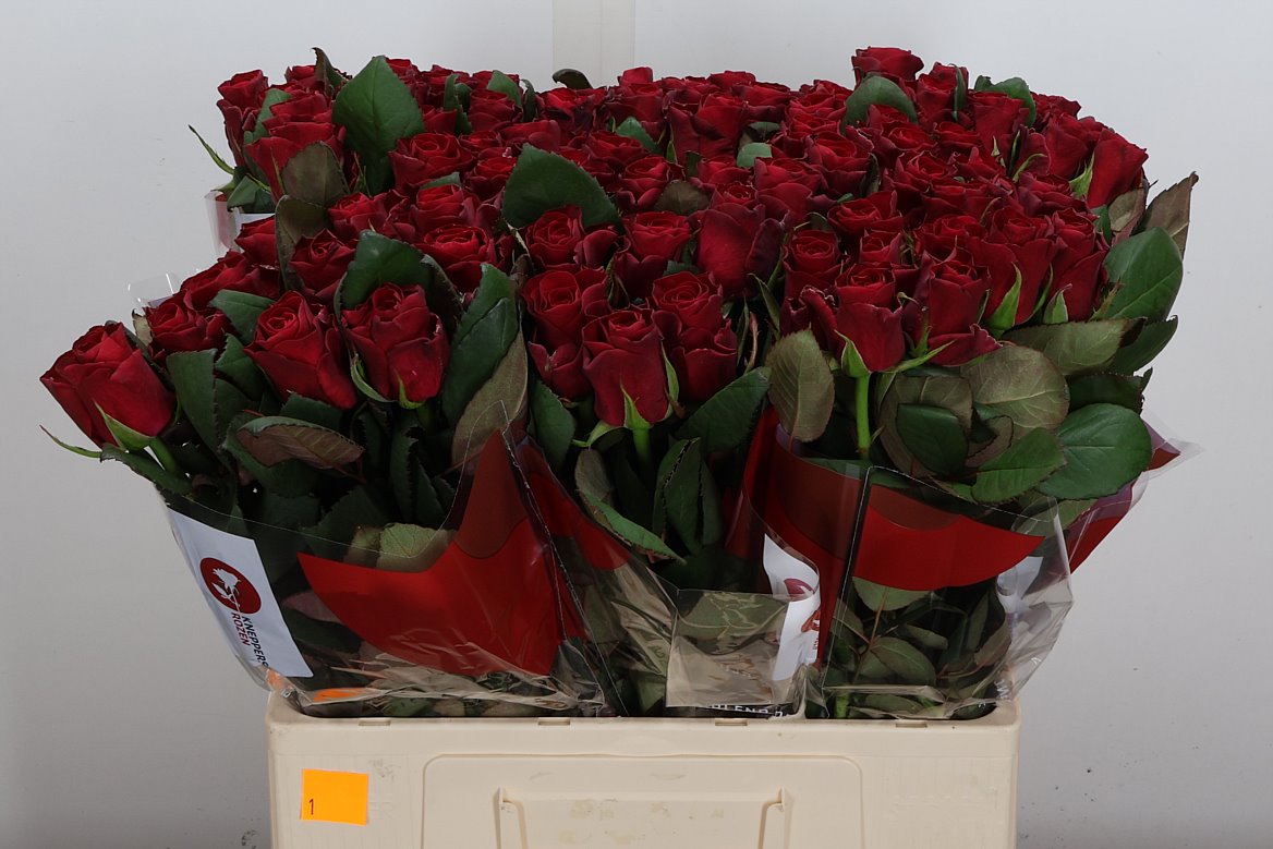 Rosa Red Tacazzi+ 60cm