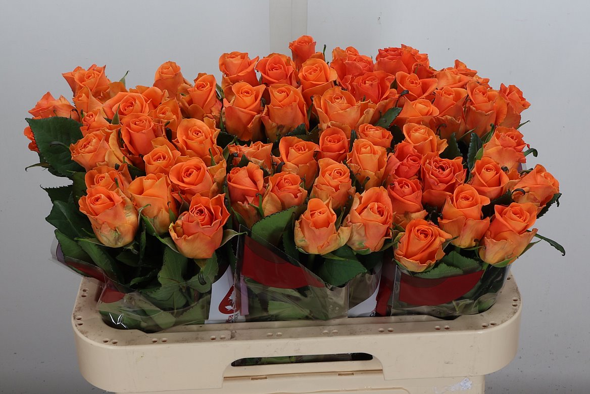 Rosa On Fire 60cm