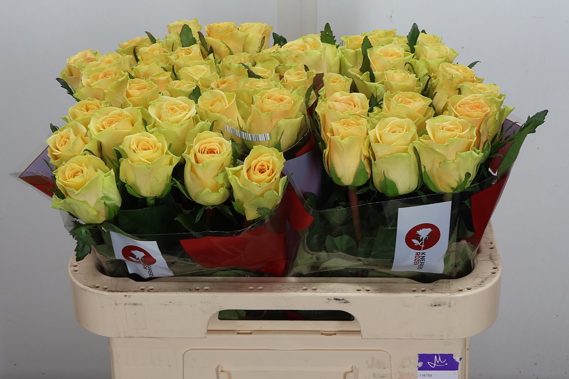 Rosa Tweak 60cm