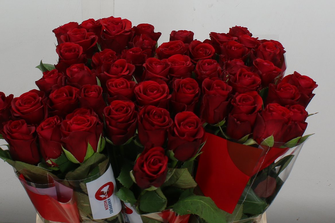 Rosa Red Ribbon 40cm