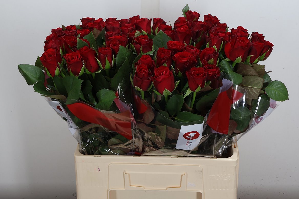 Rosa Red Ribbon 60cm