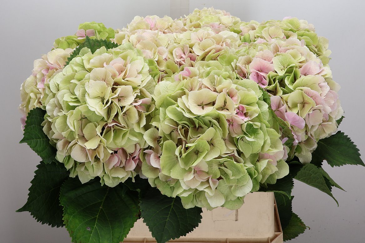Hydrangea Verena Classic 80cm 21-23cm Hd