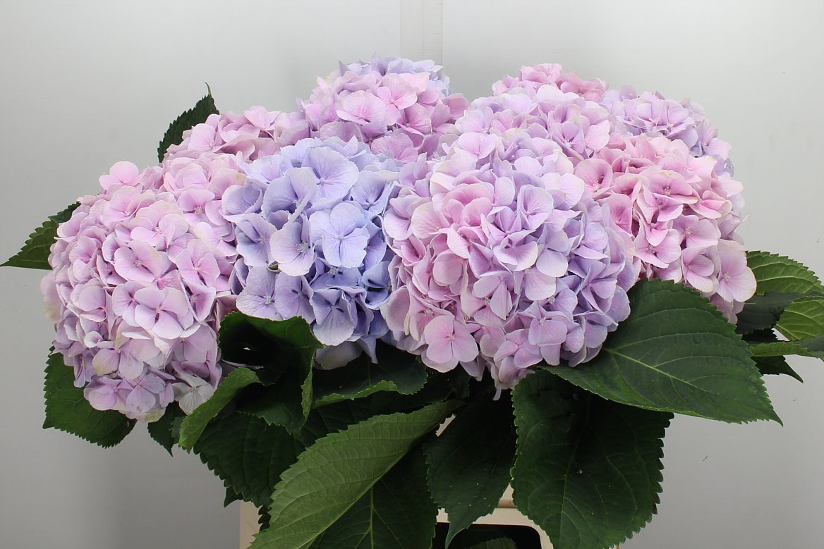 Hydrangea Verena 80cm 19-21cm Hd