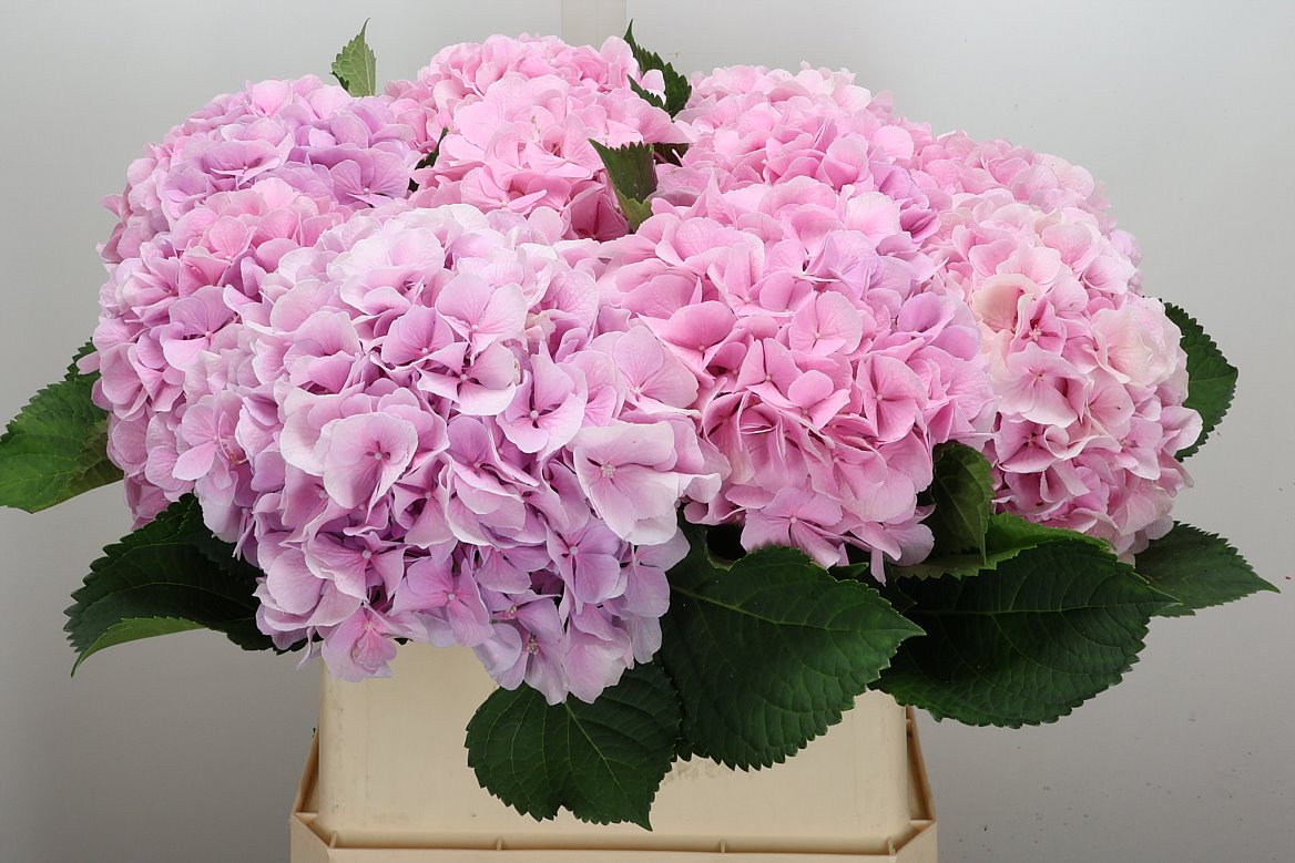 Hydrangea Verena 80cm 20-22cm Hd