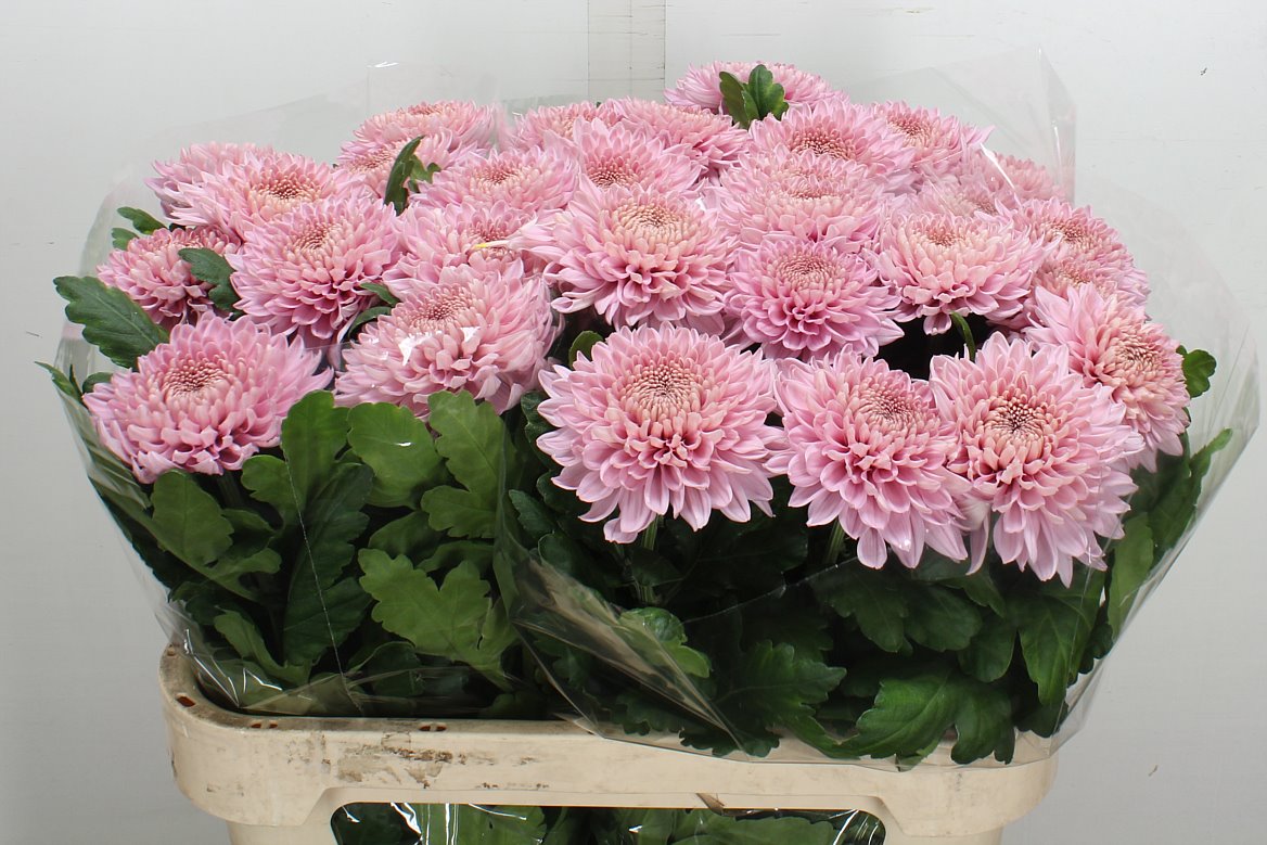 Chrysanth Single Marielle 75cm 100gr.