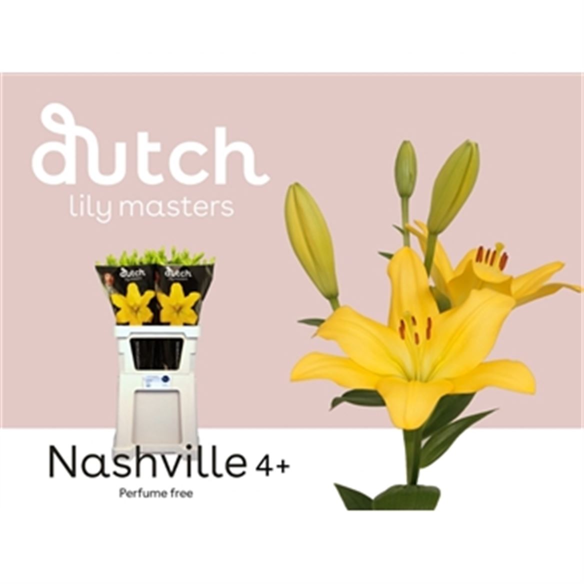Lily La Nashville 90cm 4+