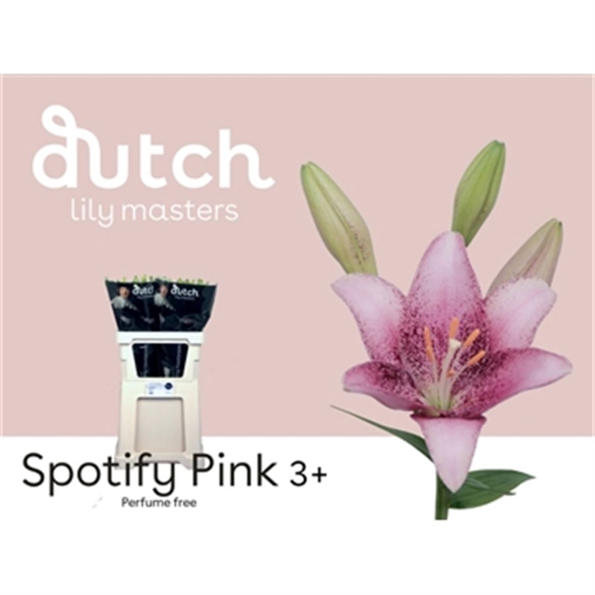Lily La Spotify Pink 90cm 4+