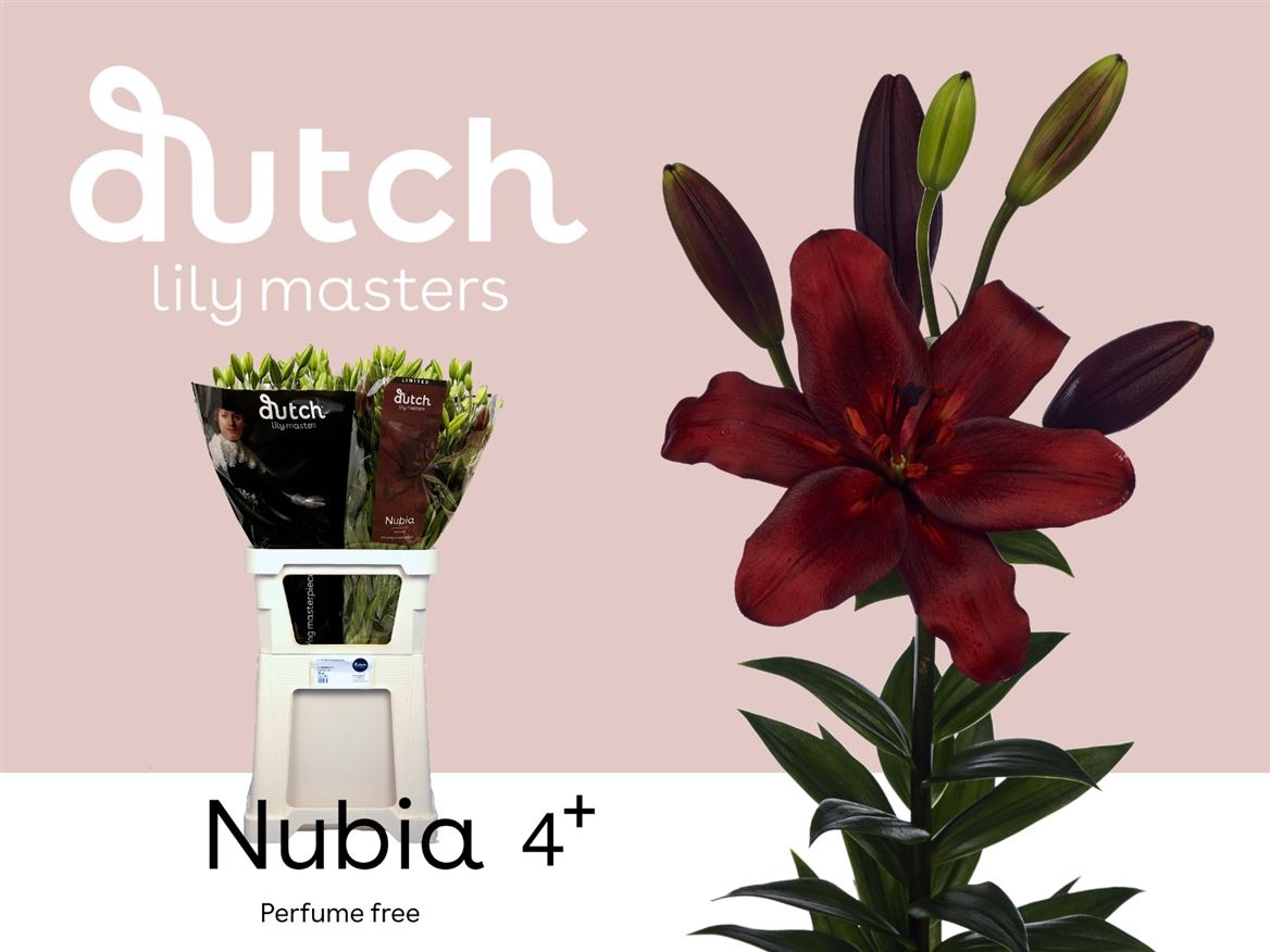 Lily Asiatic Nubia 90cm 4+