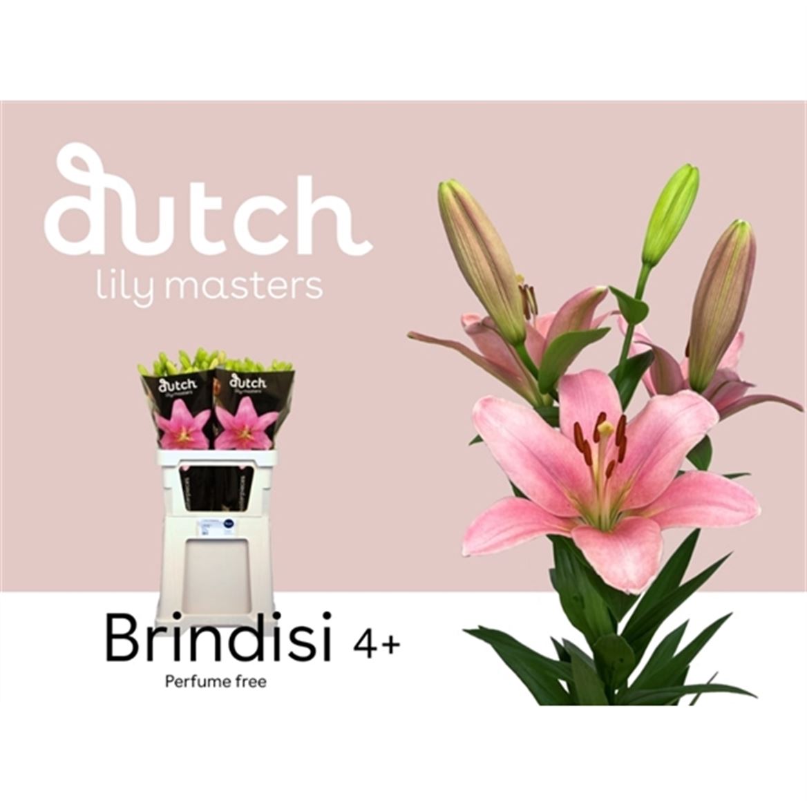 Lily La Brindisi 85cm 4+