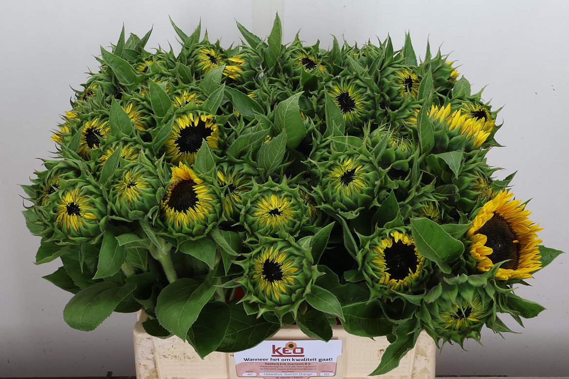 Helianthus Sunrich Orange 60cm