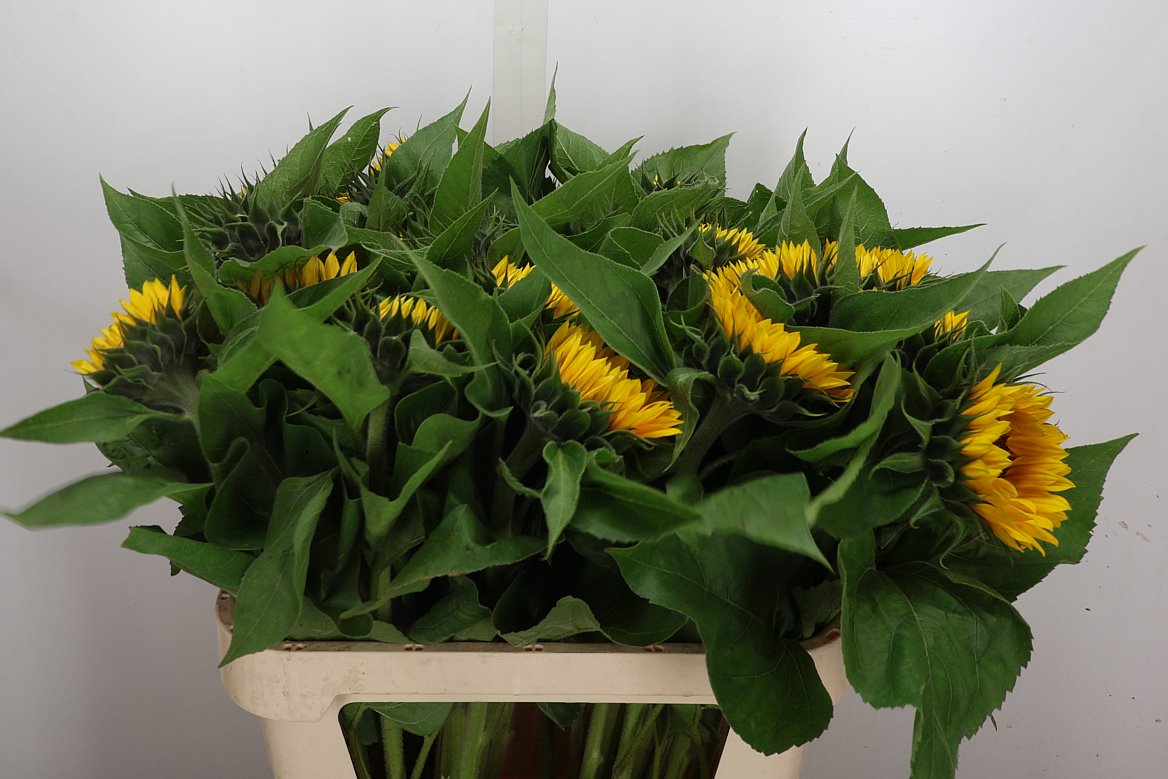 Helianthus Sunrich Orange 80cm