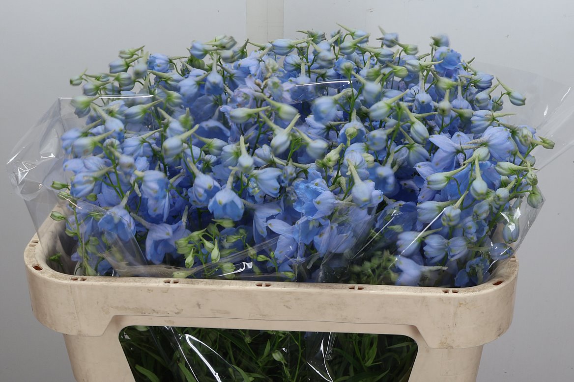 Delphinium Single Ballkleid 70cm