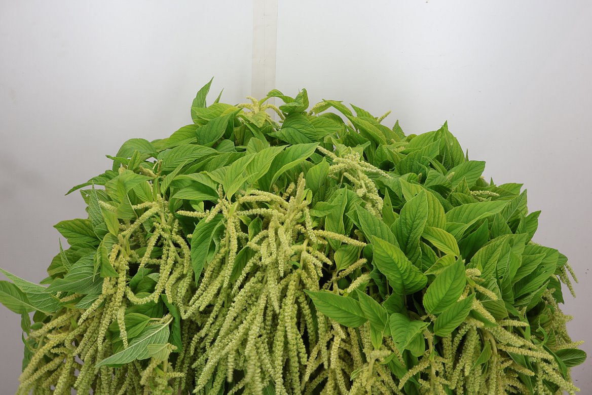 Amaranthus Caudatus Viridis 80cm