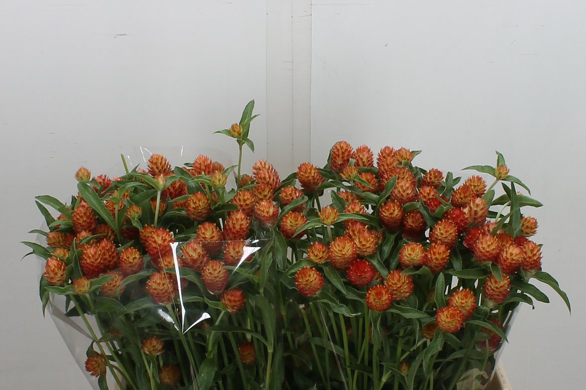 Gomphrena Haageana 50cm