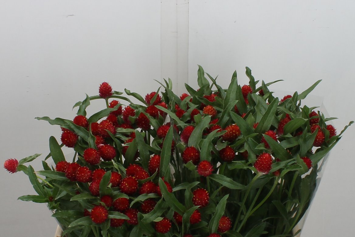 Gomphrena Globosa Strawberry Fields 50cm