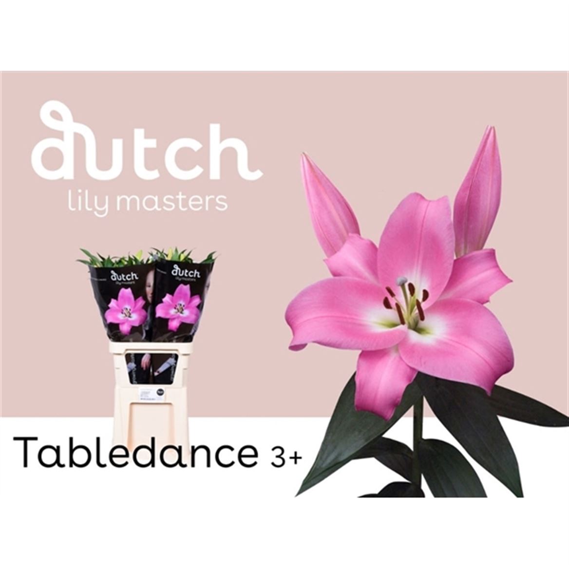 Lily Oriental Tabledance 85cm 3+
