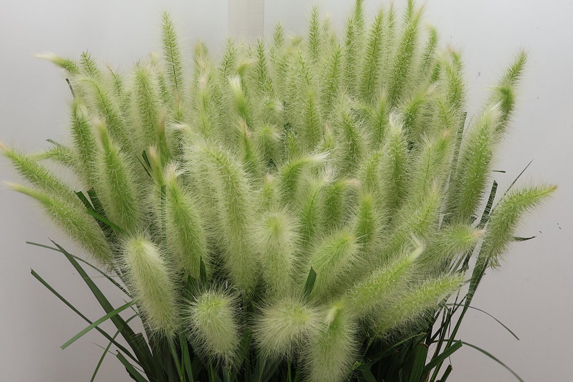 Pennisetum Blondie 75cm