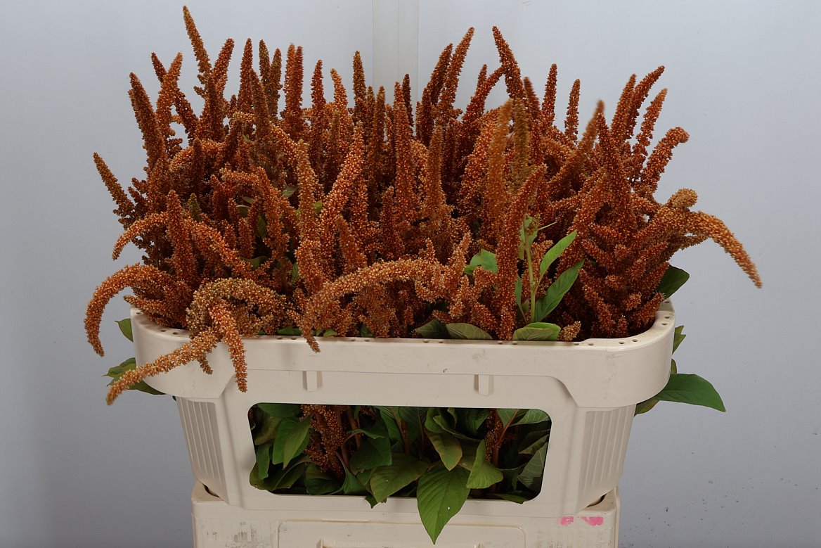 Amaranthus Cruentus Hot Biscuits 70cm