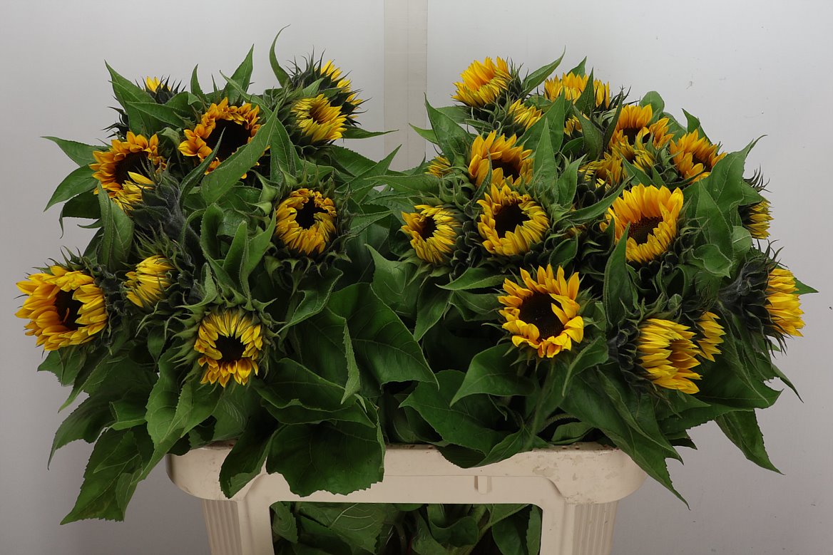 Helianthus Sunrich Orange 75cm