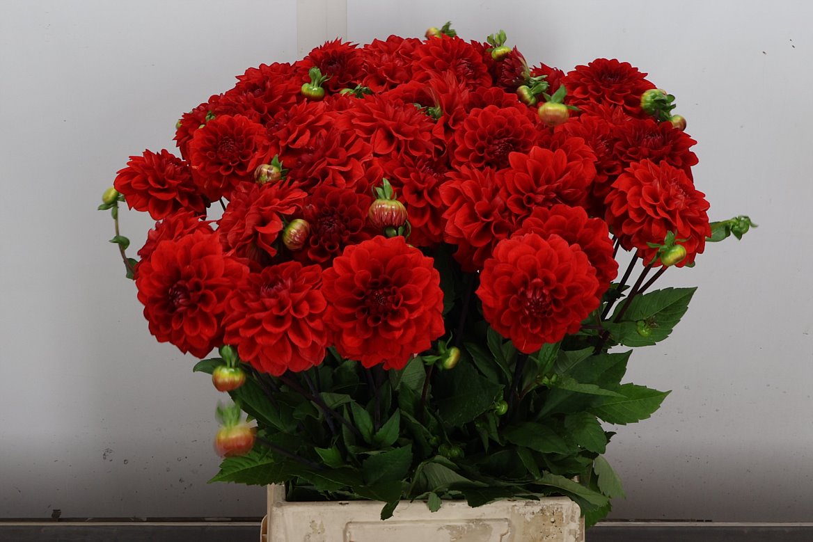 Dahlia Red Cap 50cm