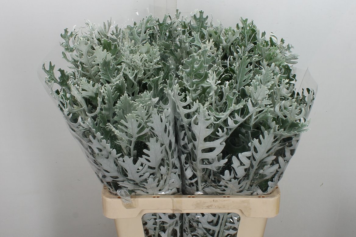 Jacobaea Senecio Maritima 60cm