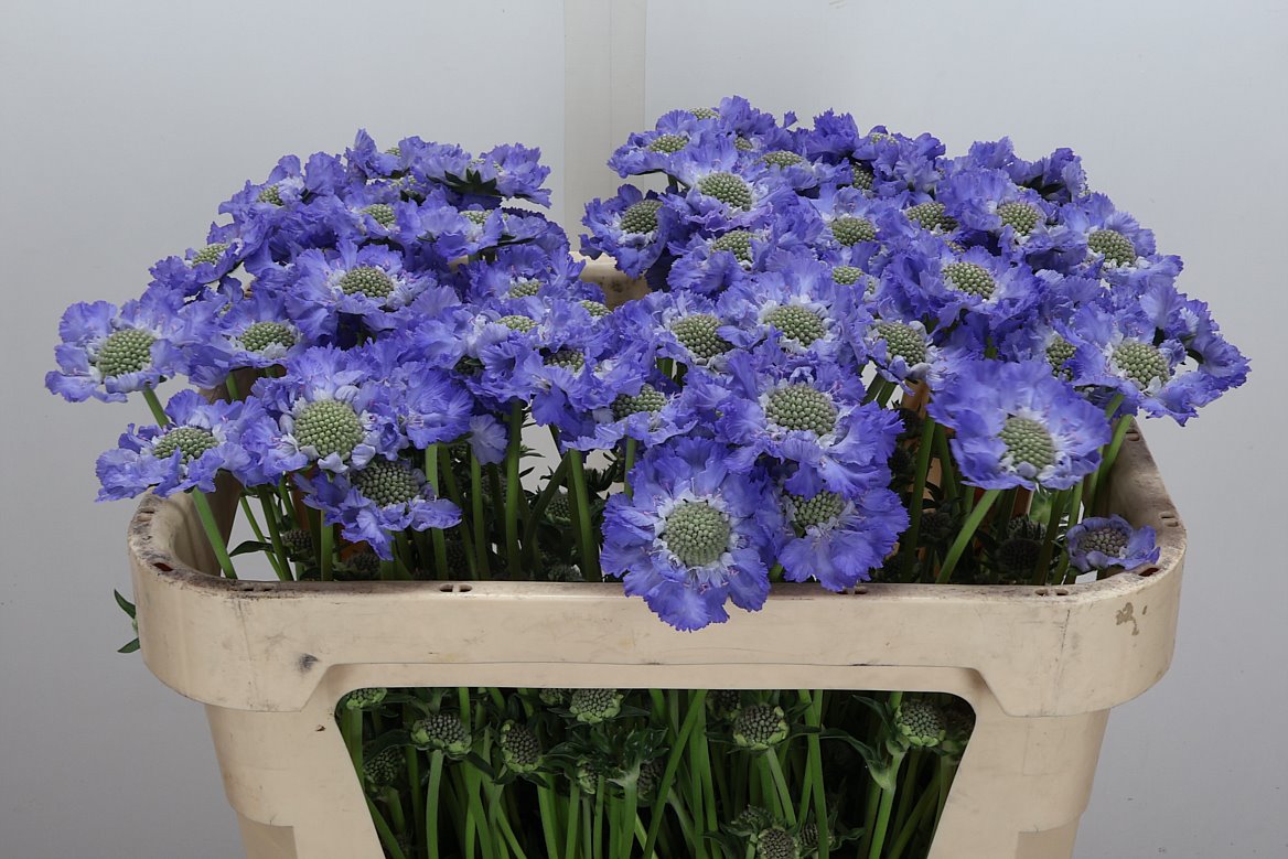 Scabiosa Staefa 65cm