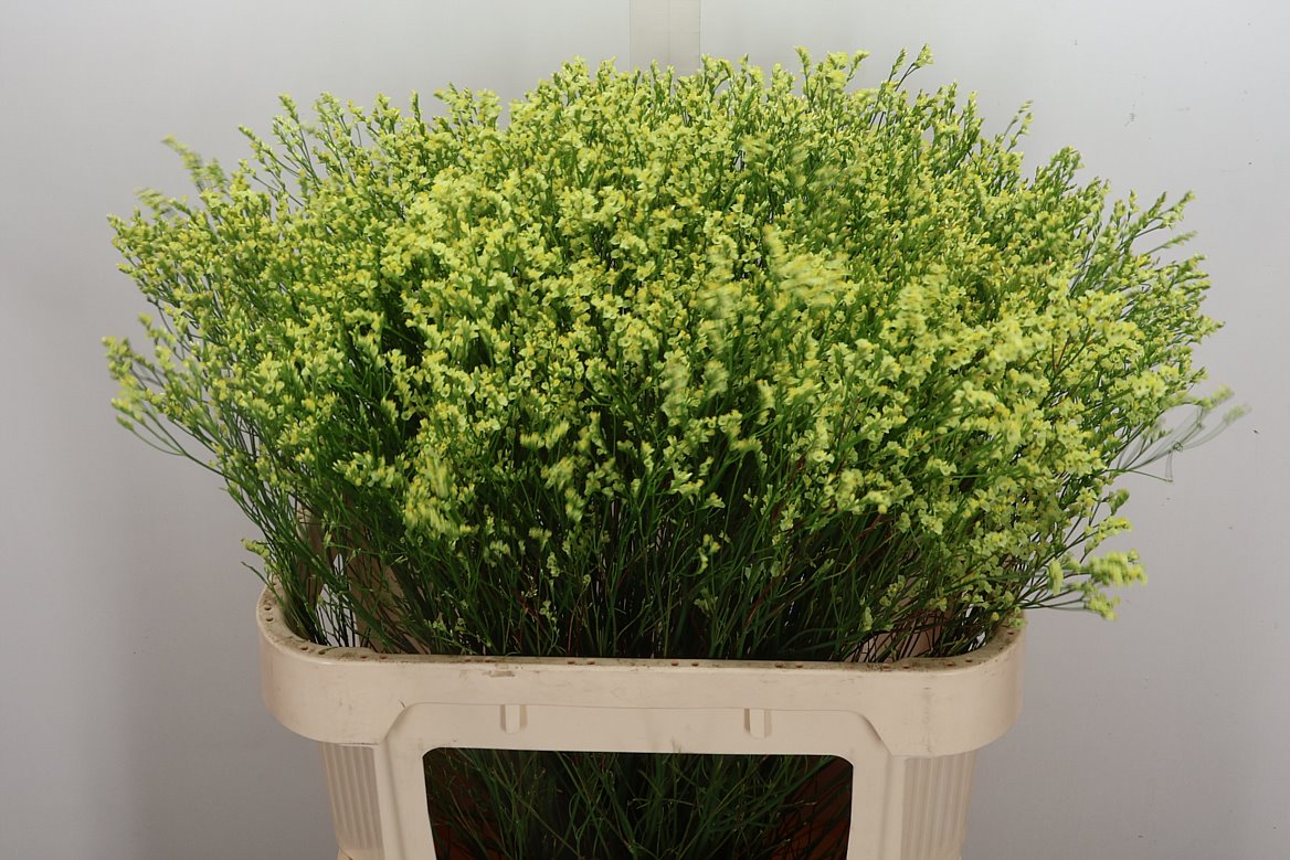 Limonium Sinense Pineapple Diamond 65cm 35gr.