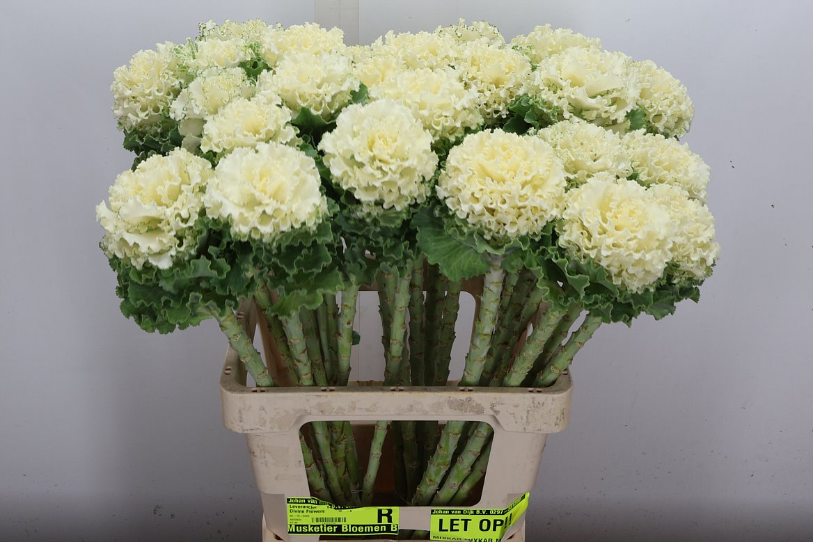 Brassica Crane Ruffle White 68cm