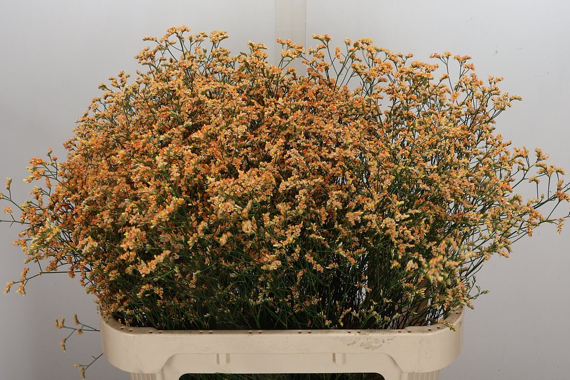 Limonium Inca Diamond 80cm 40gr.