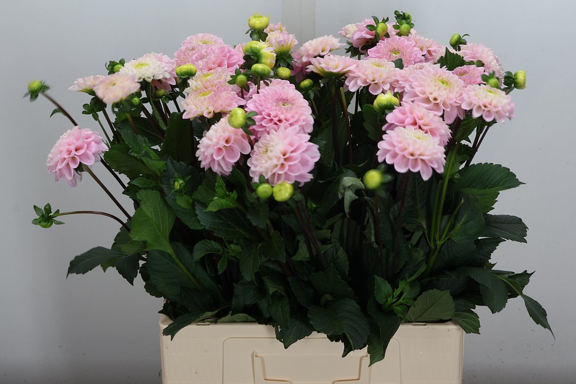Dahlia Wizard Of Oz 60cm