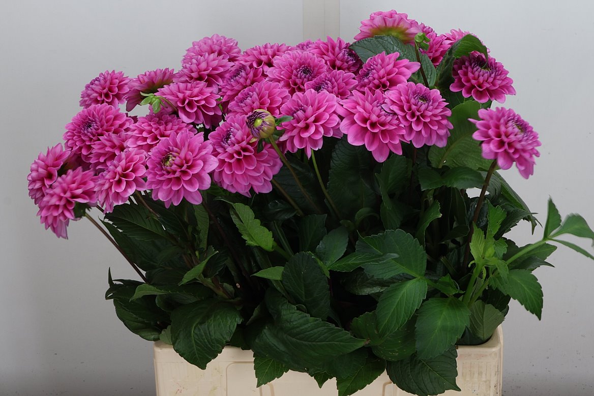 Dahlia Happy Hour 60cm