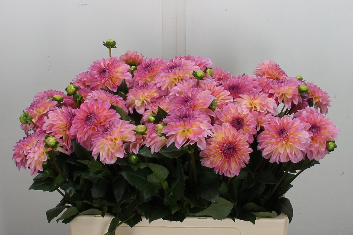 Dahlia Esli 60cm