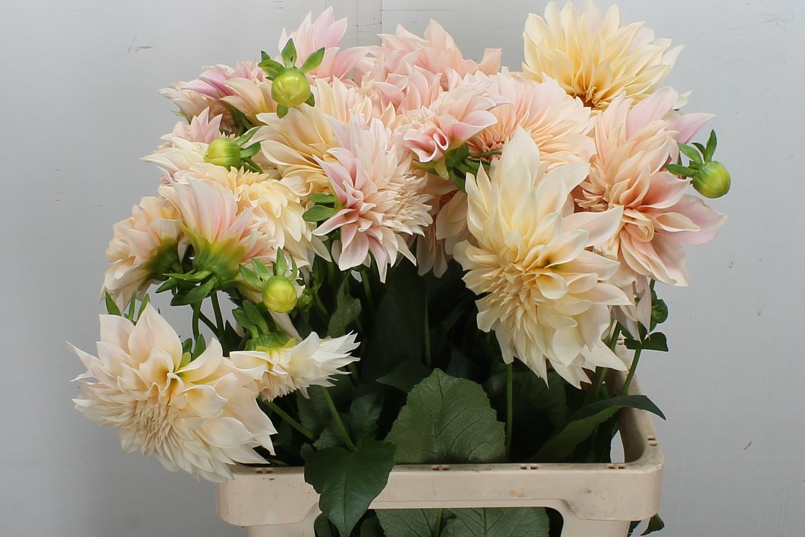 Dahlia Café Au Lait 60cm